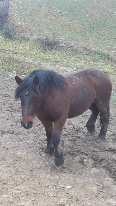 Manza rosie de 2 ani