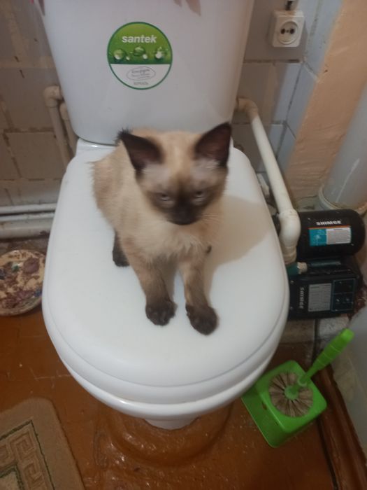 Продаются кошка сиамская