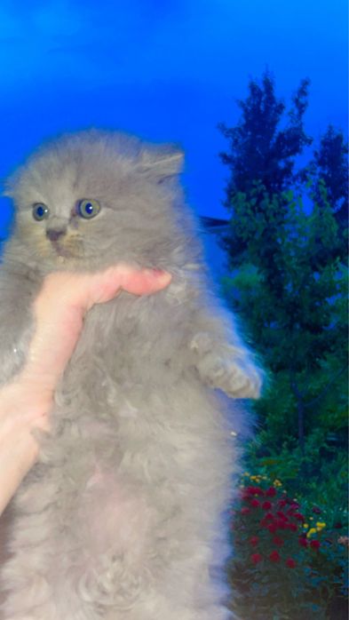 Skottish hayland strayt va fold