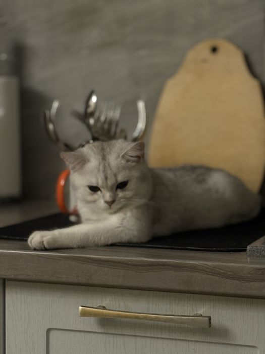 Серебристый шиншилла