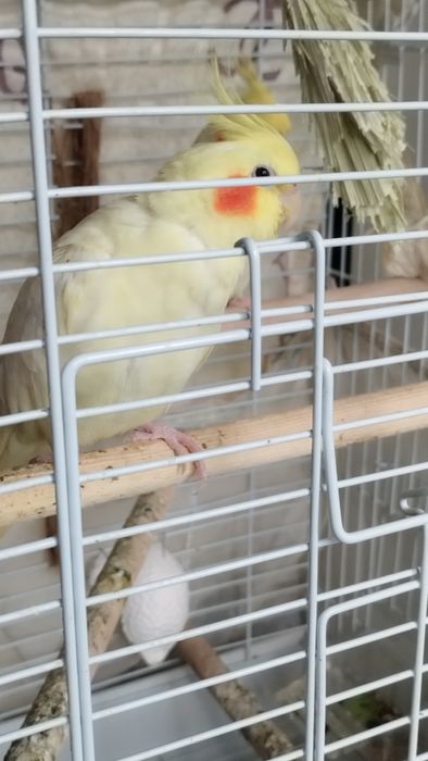 Продается готовая пара попугаев