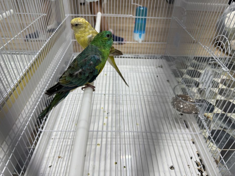 Певчий попугай молодые