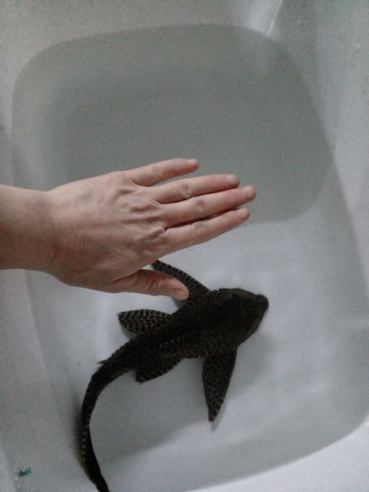 Сомик чистильщик