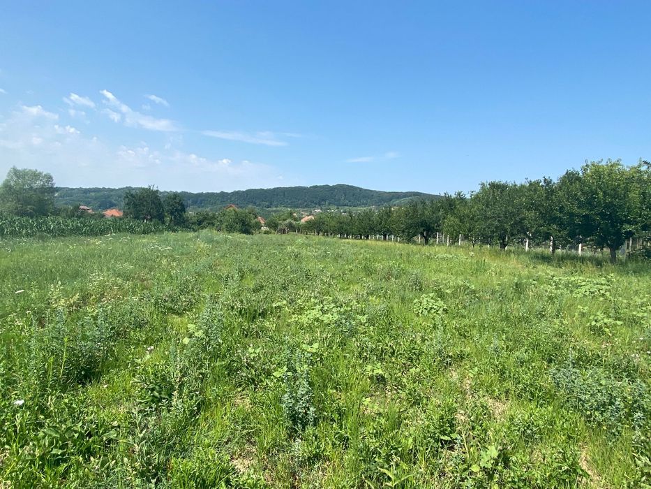 Vanzare teren Albestii Pamanteni 2640 mp