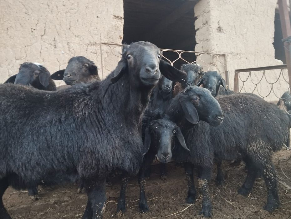 Тоқты қошқарлар сатылады