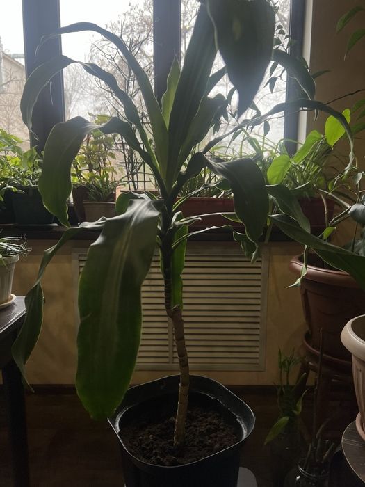 Драцена душистая