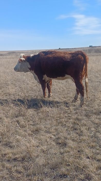 Қысыр сиырлар коровы