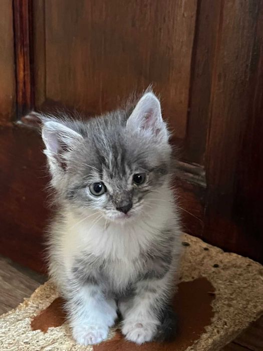 Котята 1,5 месяца - 2 девочки и 2 мальчика