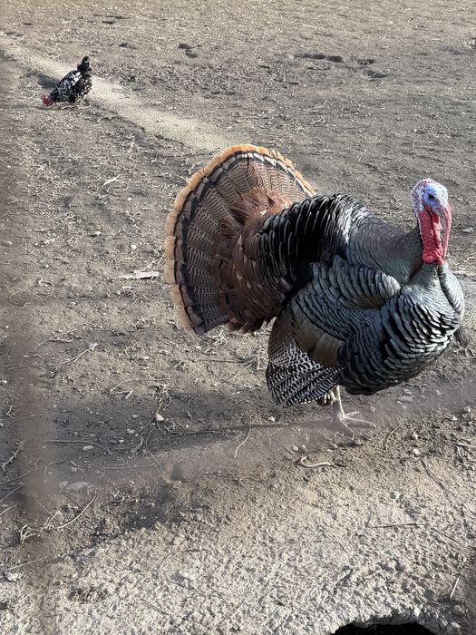 Curci Bronzate Salbatic American