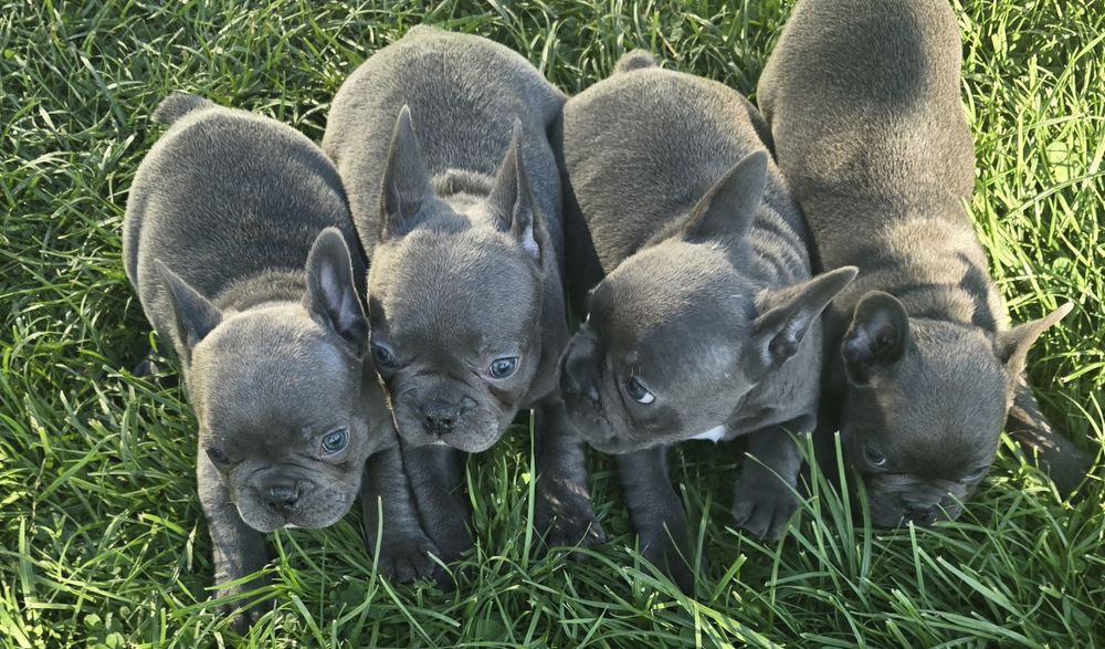 Френски булдог син