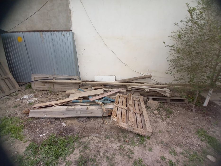 Ағаштар тегін             .