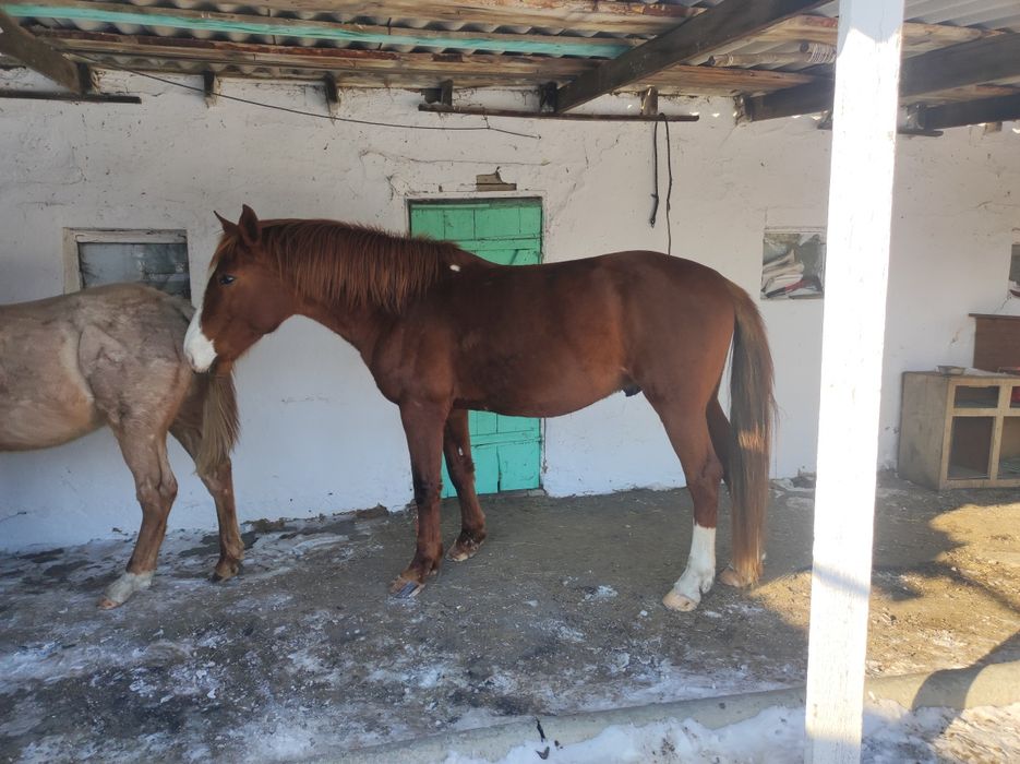 Айгыр сатамын жасы 7