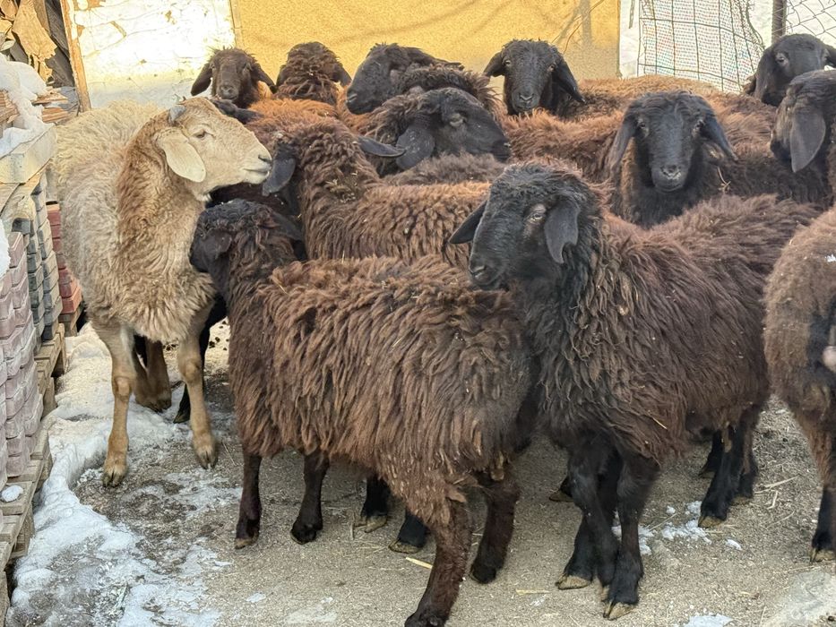 Срочно продается