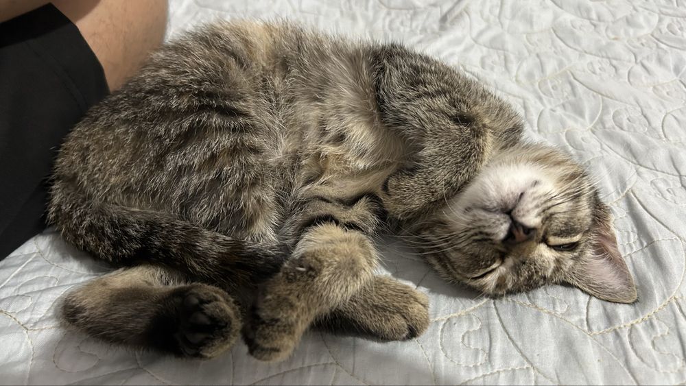 Котенок мальчик приучен к лотку