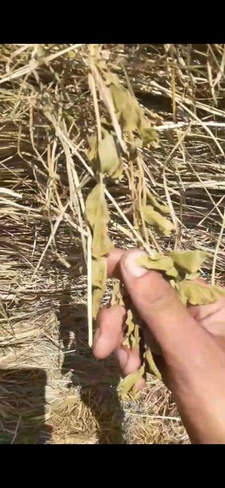 Продам сено в рулоннах