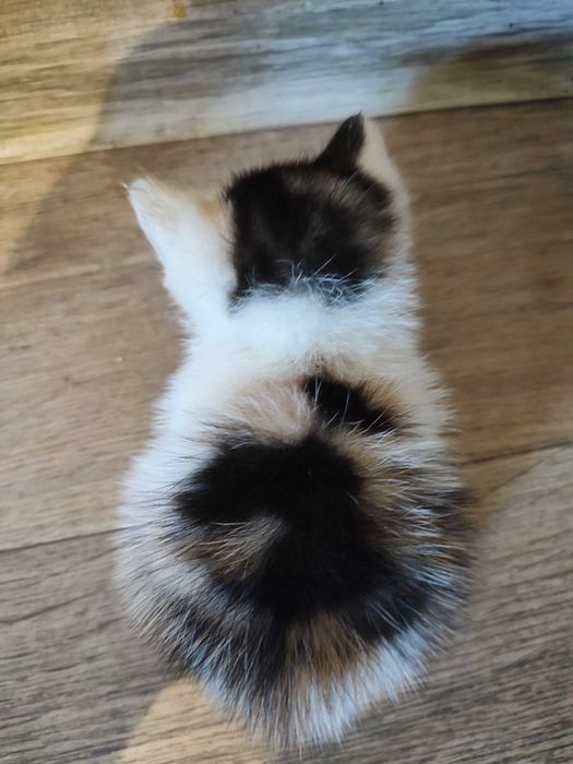Отдам котёнка бесплатно