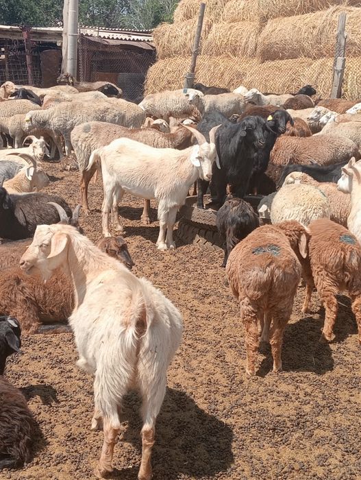 Продам баранов на курбан айт