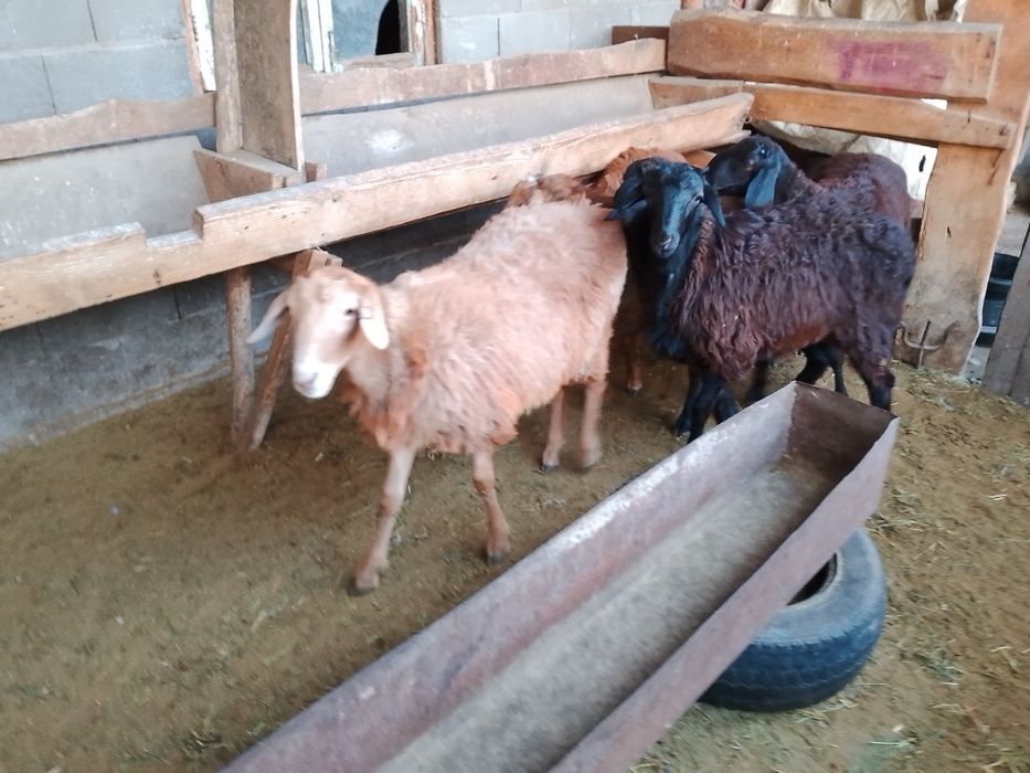 Продам баран кой сатылады