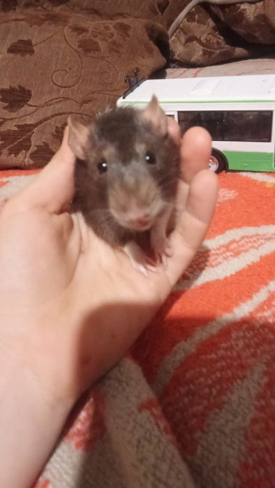 Продам крыс к рукам приучены