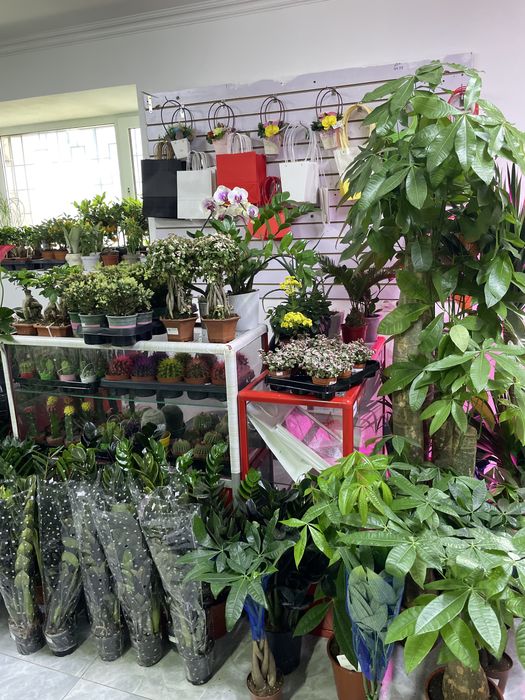 Комнатные растения дешевые