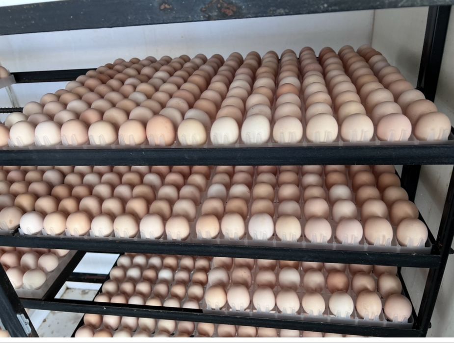Инкубационный яйцо бройлера