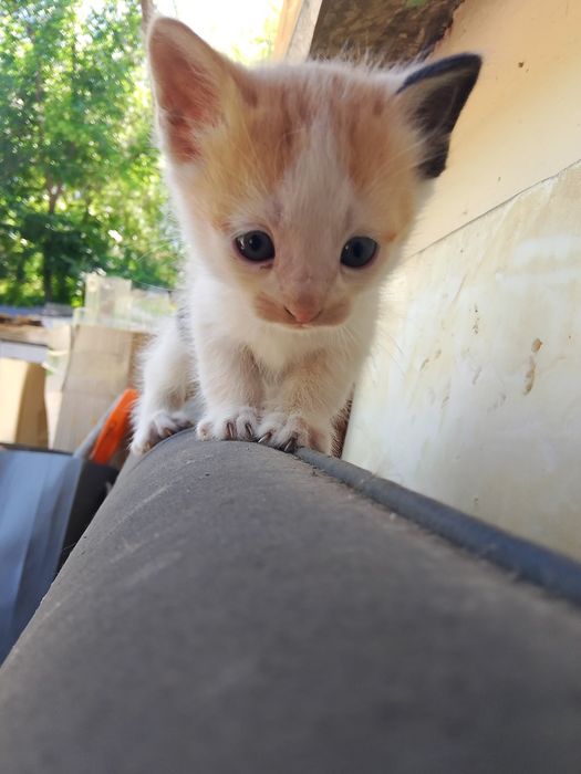 Отдам 5 котят бесплатно
