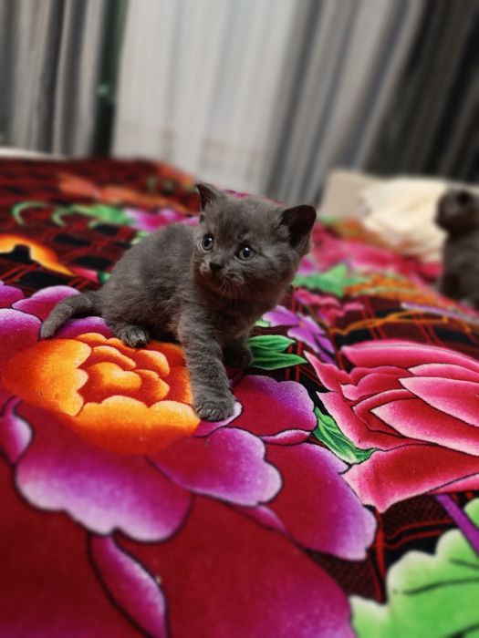 Продам котят британцев