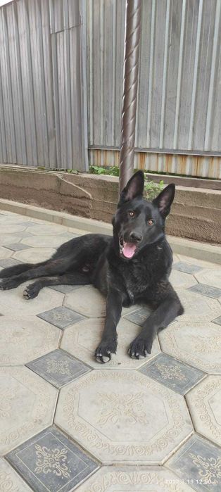 Вчзка европейскач