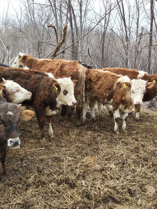 Продам Бычков разных породы