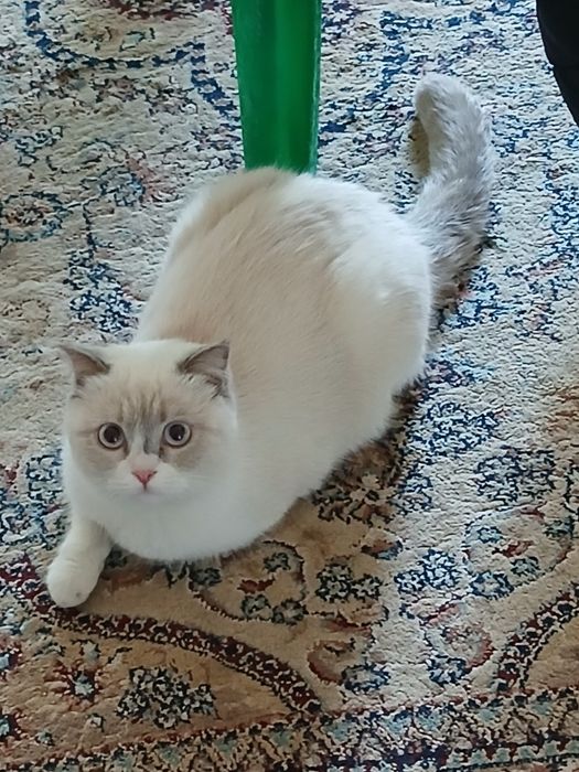 Сотилади зоти скотиш страйт