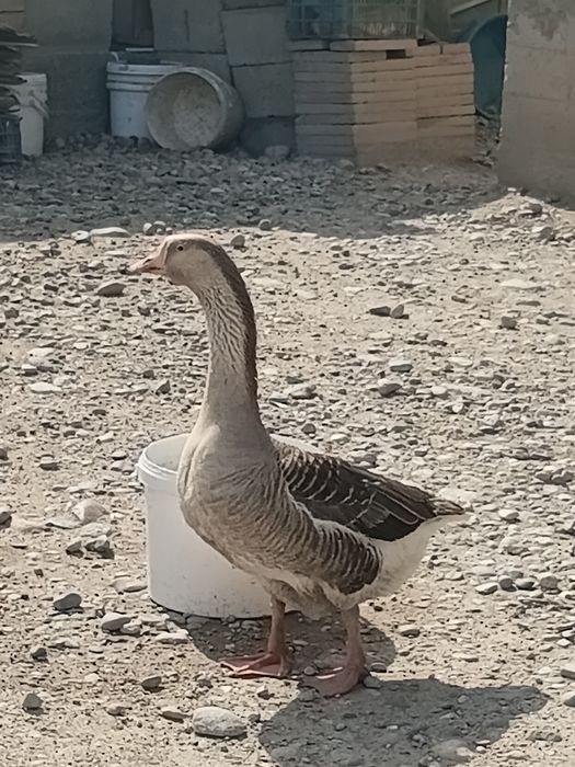 Гусь сатылады семыз ургашы