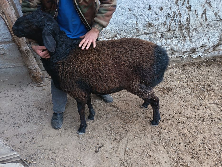 Кузи кучкор сотилади