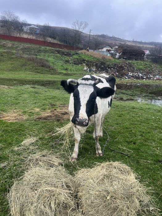 Vand vaca buna de lapte