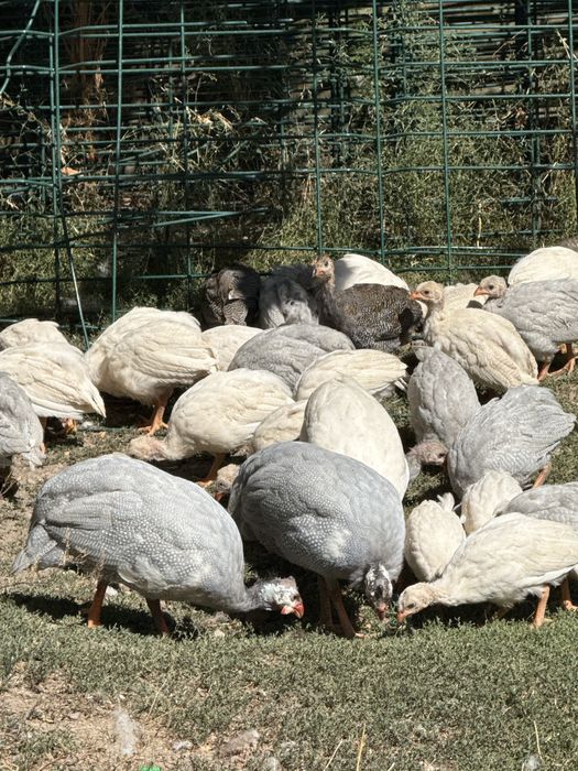 Цесарята цесарок цыплята куры цецарки