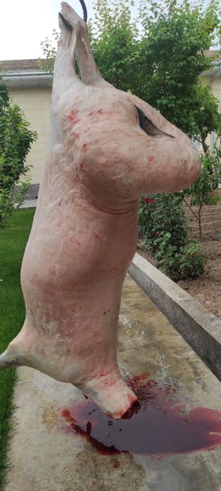 Qoy bor aqiqa exson tadbirlarga qasob xizmatlari bor