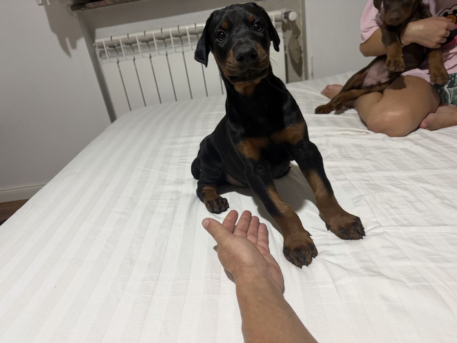 Doberman mascul