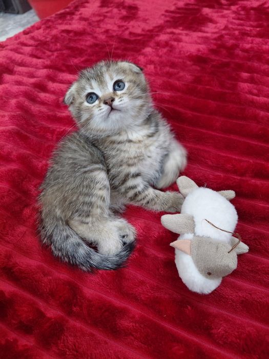 Красивый котёнок