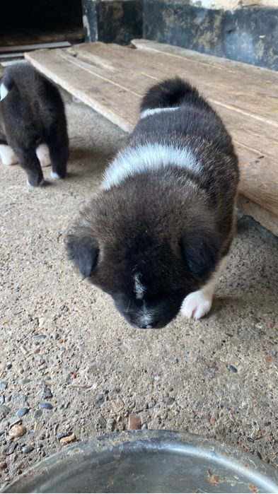 Щенки Акито продаю 250000 к