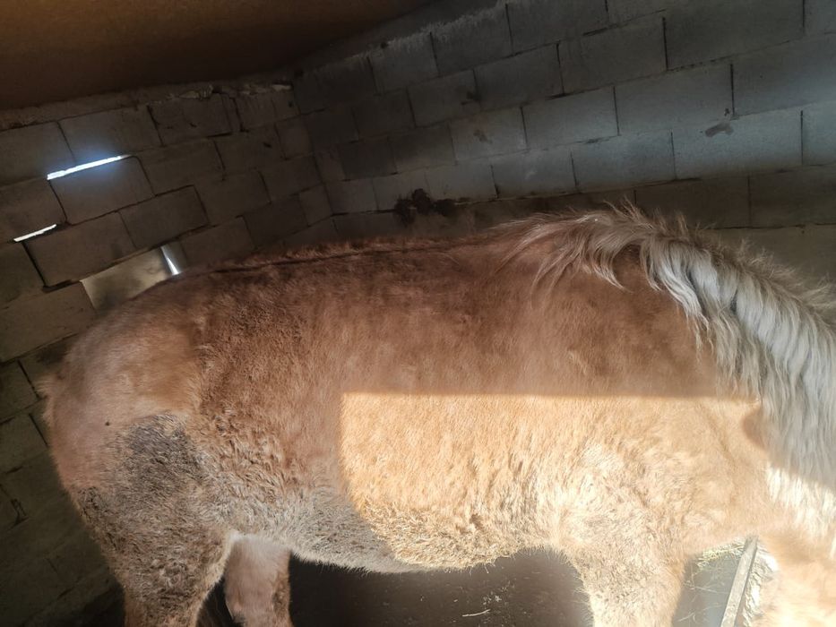 СРОЧНО!!! 2,5 жасар бие сатам