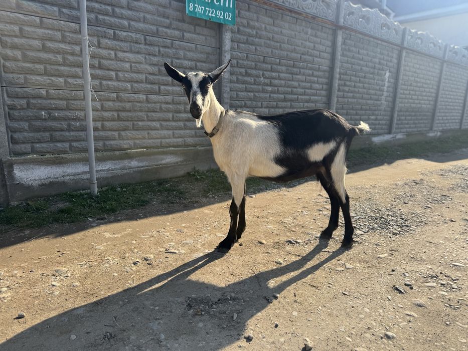 Ешкі сүті козьи молоко