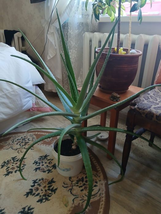 Алоэ вера Лечебное