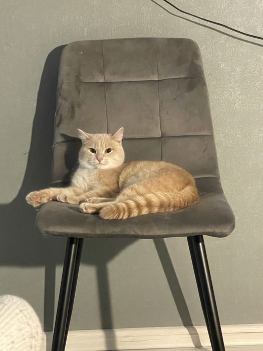 Продам кота 7 месяцев