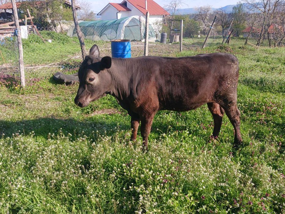 Женско теле на 11 месеца