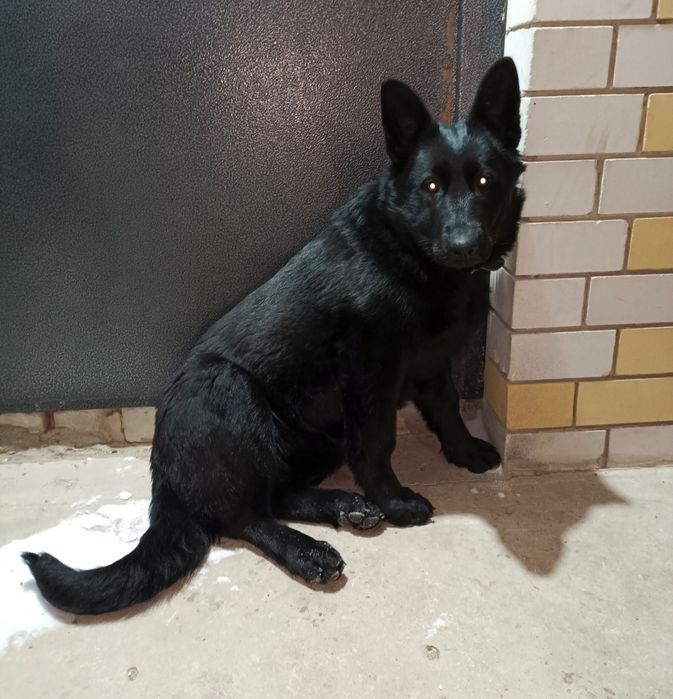 Подрощенная девочка ВЕО