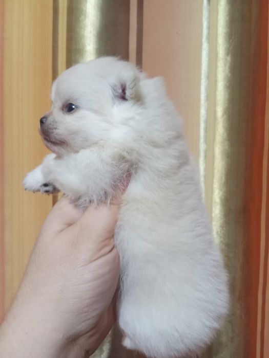 Продам щенков шпица.