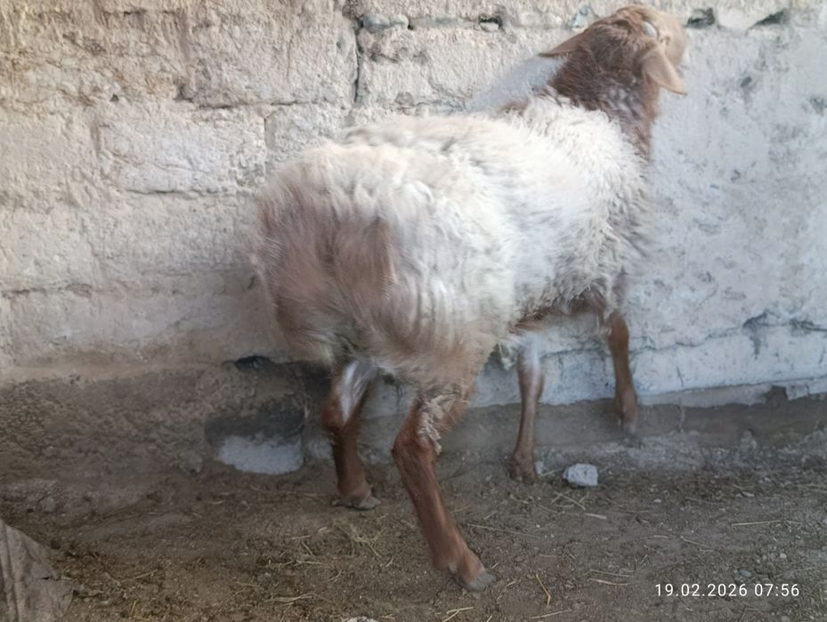 Кошкара продаммм