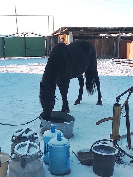 Продаётся хорошо откормленный жеребец!!!