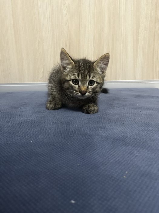 Котята девочка и мальчик