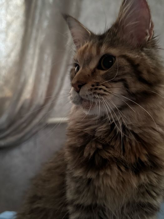 Мейн кун ищем жениха