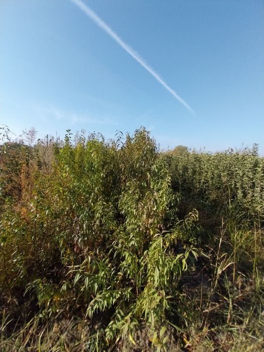 Нок шафтол олма гилос бих ёонгок кучатлар бор